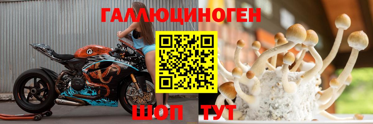 Черногорск  Псилоцибиновые грибы Psilocybine cubensis  Вход с VPN 